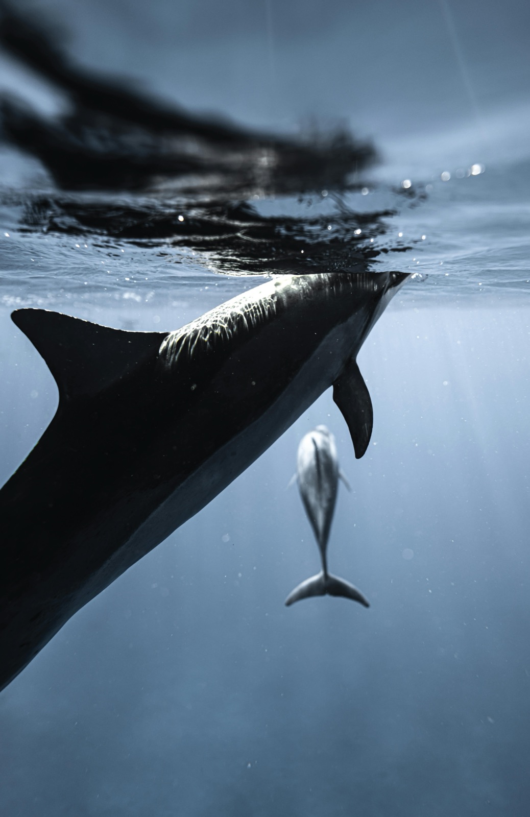 Schwimmen mit Delfinen